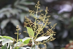 Litchi chinensis